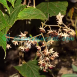 Rubus paniculatus Sm. Plants of Nepal Rubus paniculatus Sm.