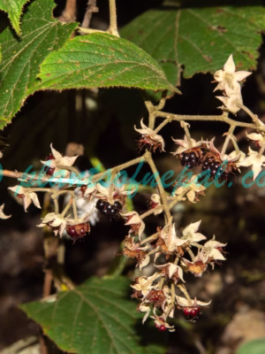 Rubus paniculatus Sm. Plants of Nepal