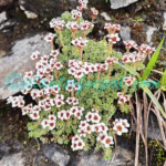 Saxifraga andersonii Engl. Plants of Nepal Saxifraga andersonii Engl.
