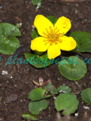 Caltha palustris L. Plants of Nepal