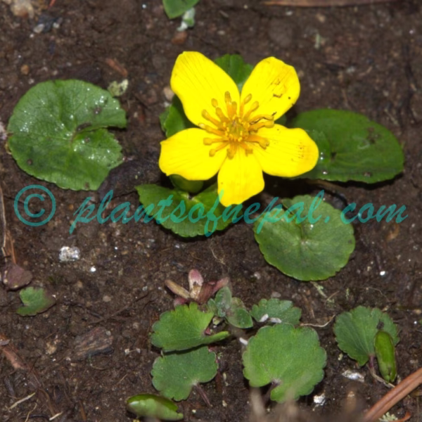 Caltha palustris L. Plants of Nepal
