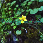 Viola biflora L.