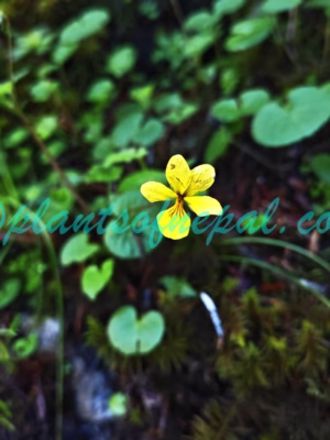 Viola biflora L. Plants of Nepal
