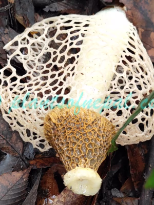 Phallus indusiatus Vent. Plants of Nepal