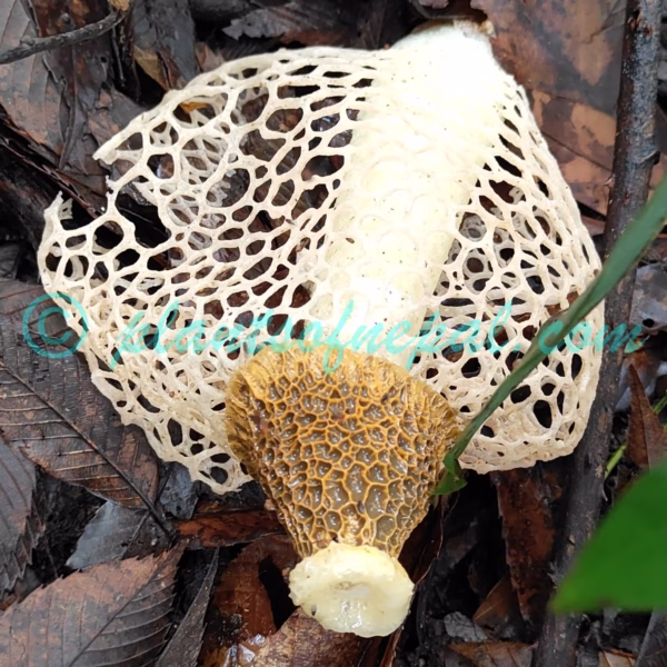 Phallus indusiatus Vent. Plants of Nepal