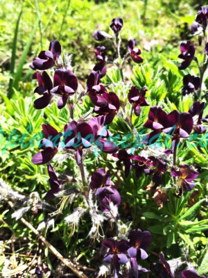 Thermopsis barbata Benth. Plants of Nepal