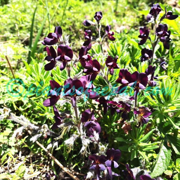 Thermopsis barbata Benth. Plants of Nepal