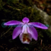 Pleione hookeriana (Lindl.) Rollisson Plants of Nepal