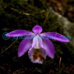 Pleione hookeriana (Lindl.) Rollisson
