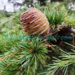 Cedrus deodara (Roxb. ex D.Don) G.Don