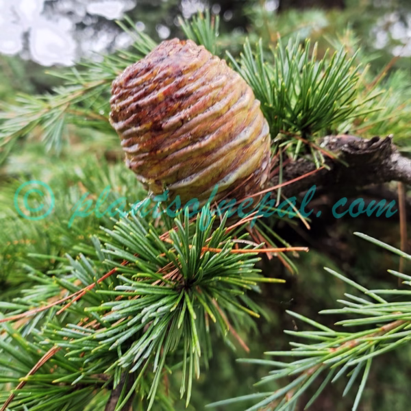Cedrus deodara (Roxb. ex D.Don) G.Don Plants of Nepal