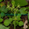 Liparis campylostalix Rchb.f. Plants of Nepal