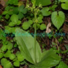 Liparis campylostalix Rchb.f. Plants of Nepal