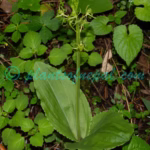 Liparis campylostalix Rchb.f. Plants of Nepal Liparis campylostalix Rchb.f.