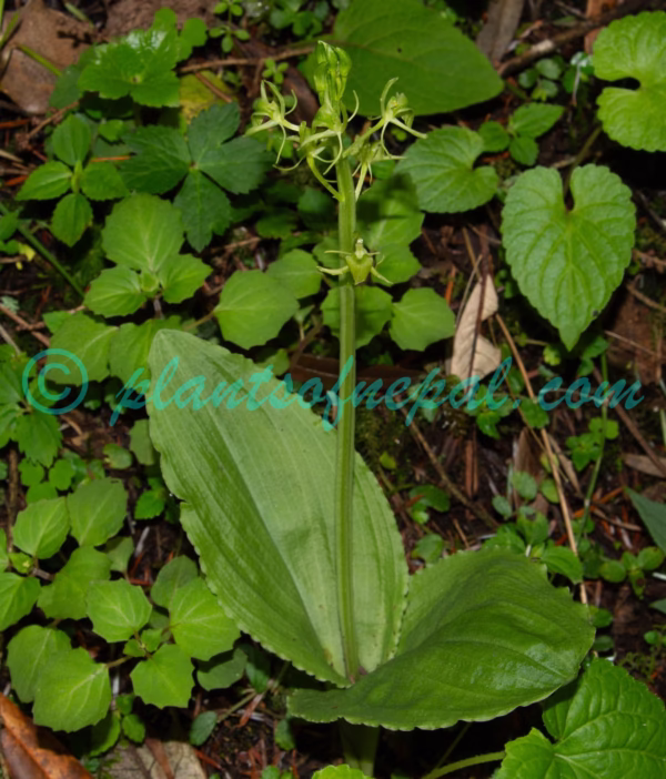 Liparis campylostalix Rchb.f. Plants of Nepal