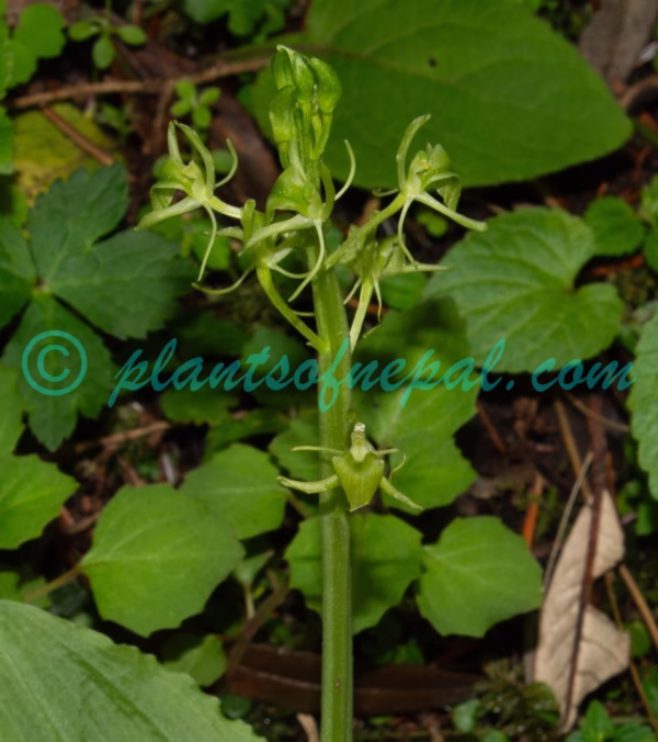 Liparis campylostalix Rchb.f. Plants of Nepal