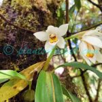 Coelogyne corymbosa Lindl.