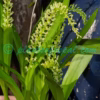 Liparis viridiflora (Blume) Lindl. Plants of Nepal