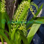 Liparis viridiflora (Blume) Lindl. Plants of Nepal Liparis viridiflora (Blume) Lindl.