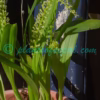 Liparis viridiflora (Blume) Lindl. Plants of Nepal