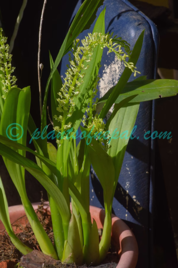 Liparis viridiflora (Blume) Lindl. Plants of Nepal