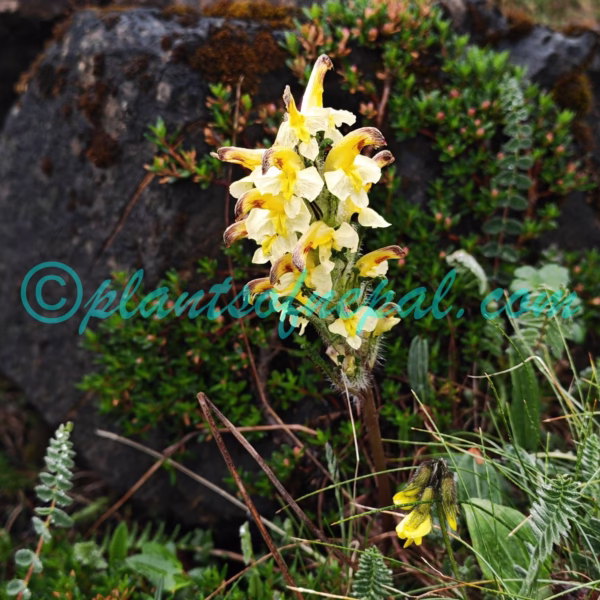 Pedicularis oederi Vahl Plants of Nepal