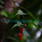 Rubus acuminatus Sm. Plants of Nepal Rubus acuminatus Sm.