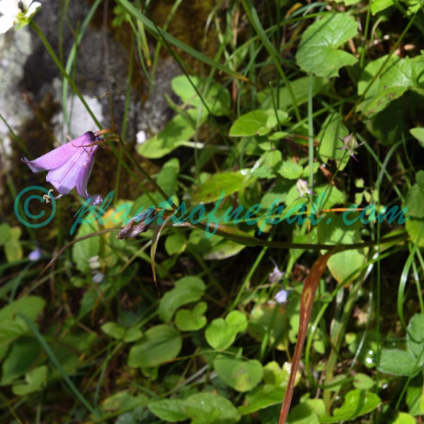 Notholirion macrophyllum (D.Don) Boiss. Plants of Nepal