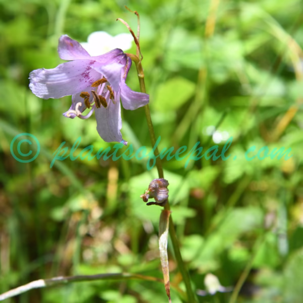 Notholirion macrophyllum (D.Don) Boiss. Plants of Nepal