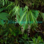 Oberonia longilabris King & Pantl. Plants of Nepal Oberonia longilabris King & Pantl.
