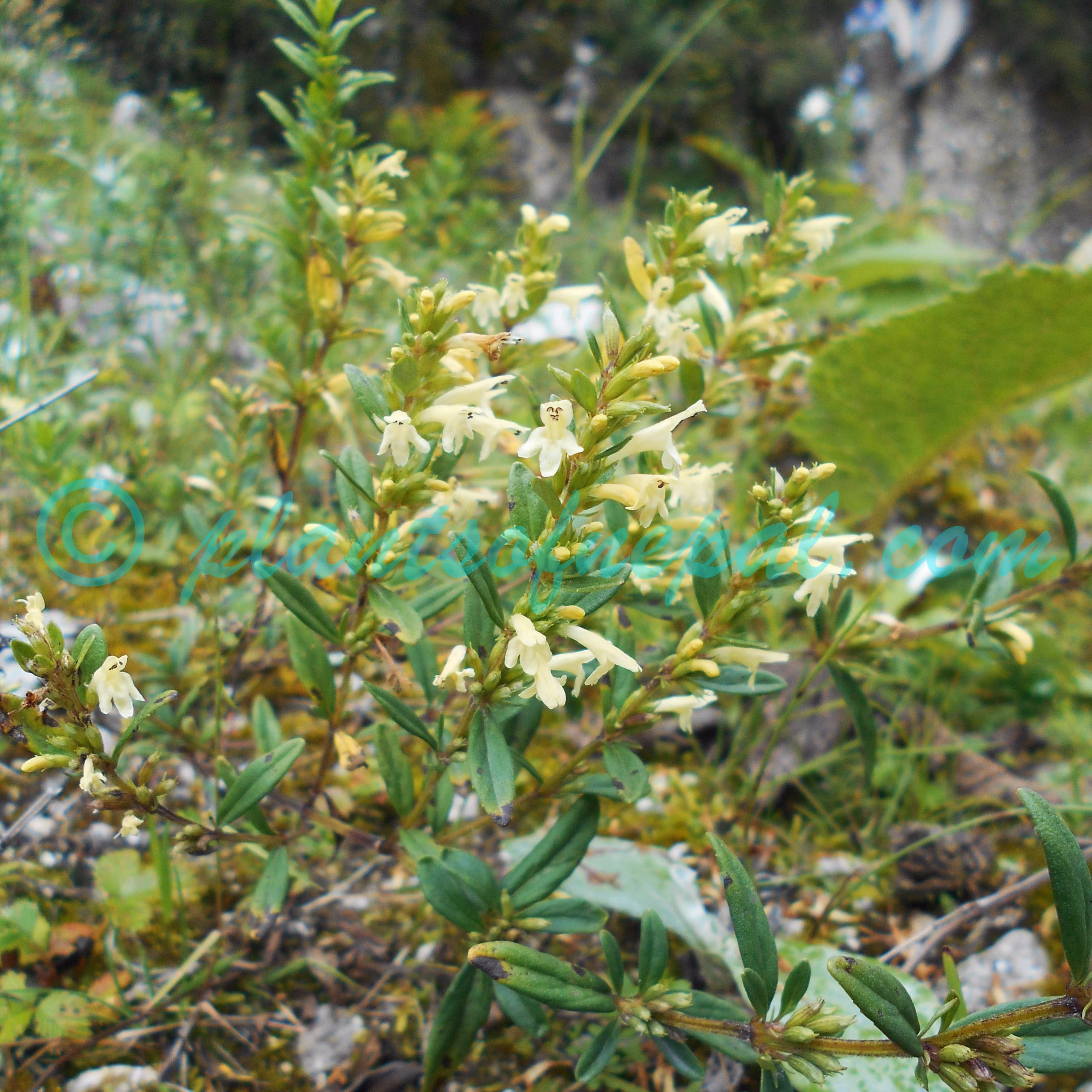 Clinopodium nepalense (Kitam. & Murata) Bräuchler & Heubl Plants of Nepal