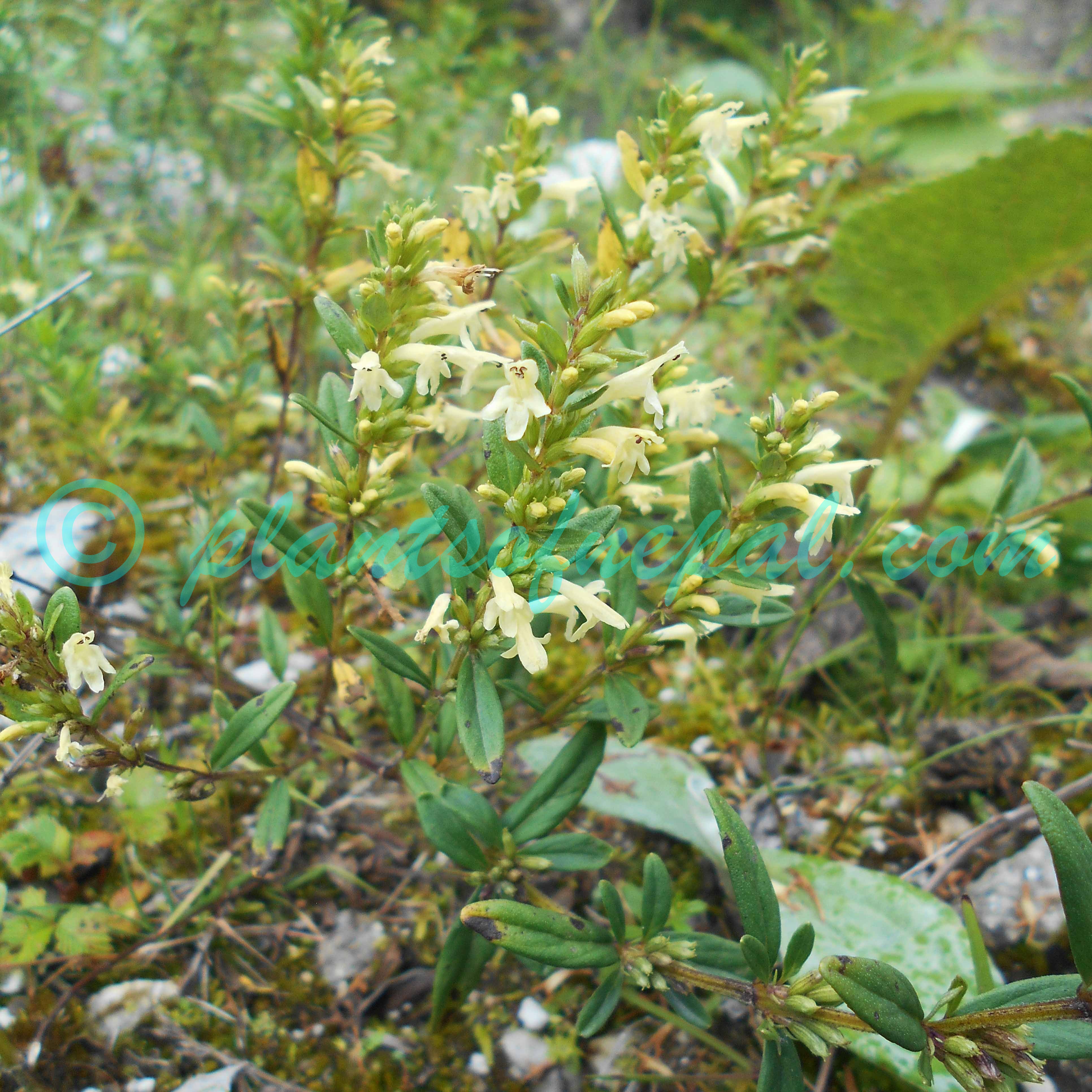 Clinopodium nepalense (Kitam. & Murata) Bräuchler & Heubl Plants of Nepal