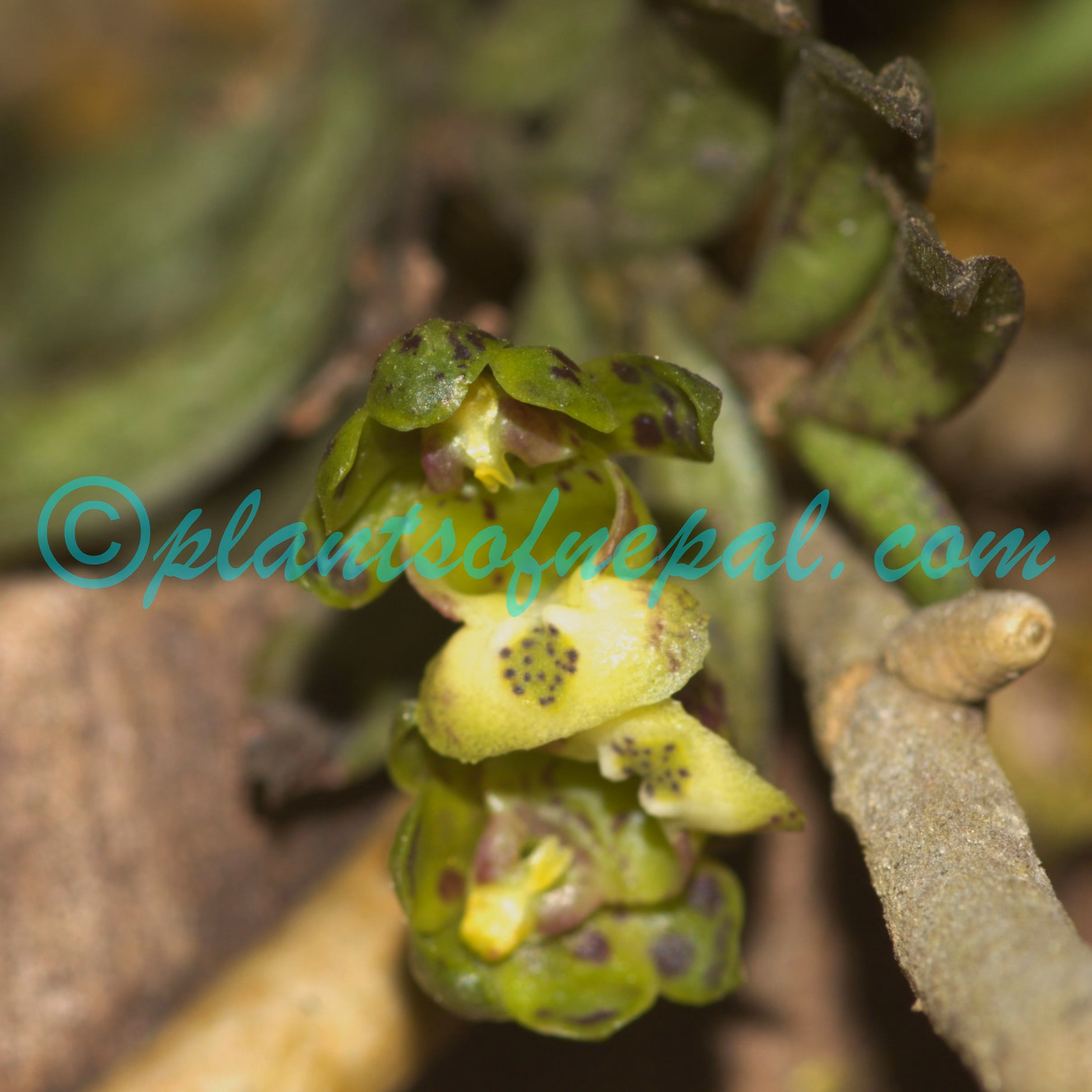 Gastrochilus distichus (Lindl.) Kuntze Plants of Nepal
