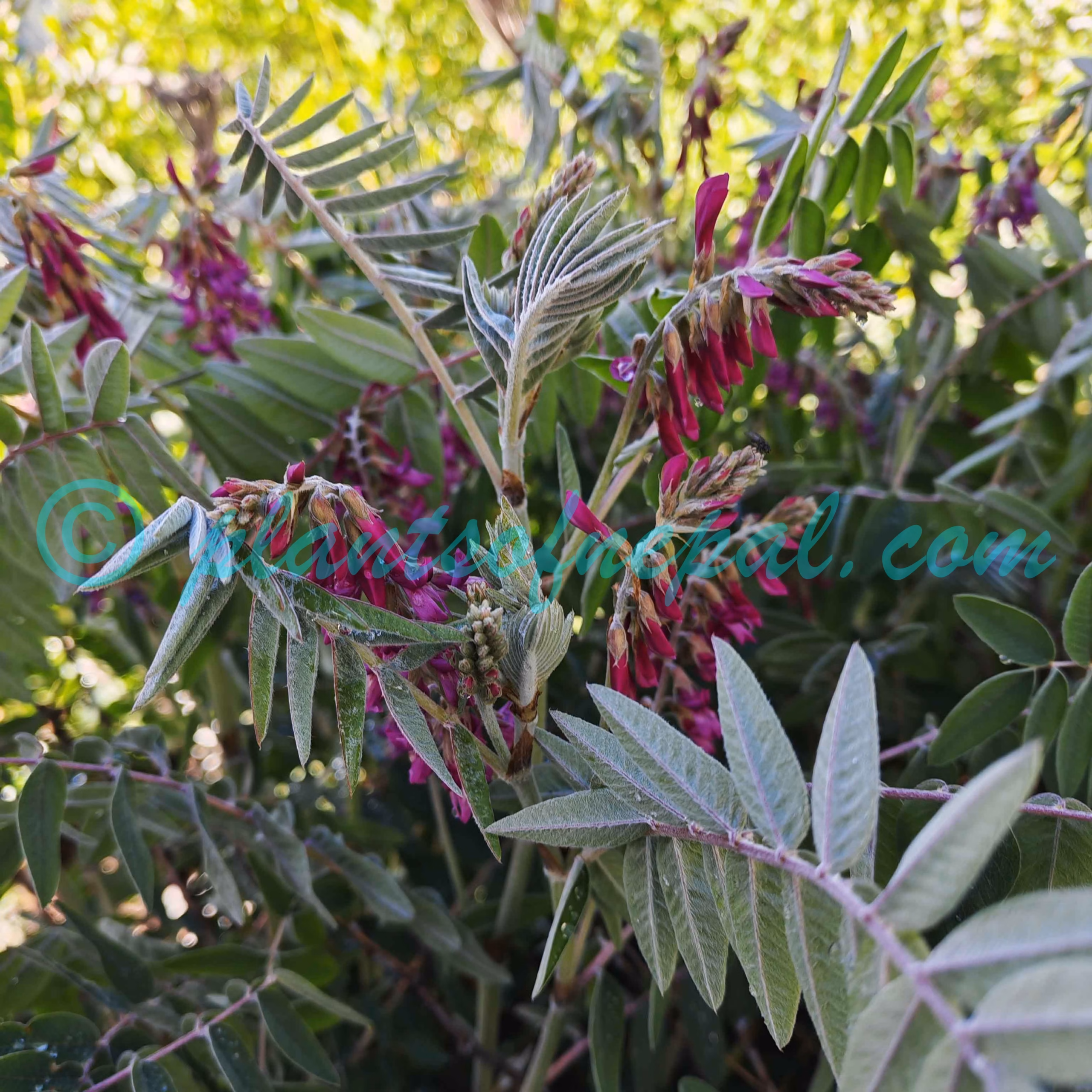 Hedysarum manaslense (Kitam.) H.Ohashi Plants of Nepal