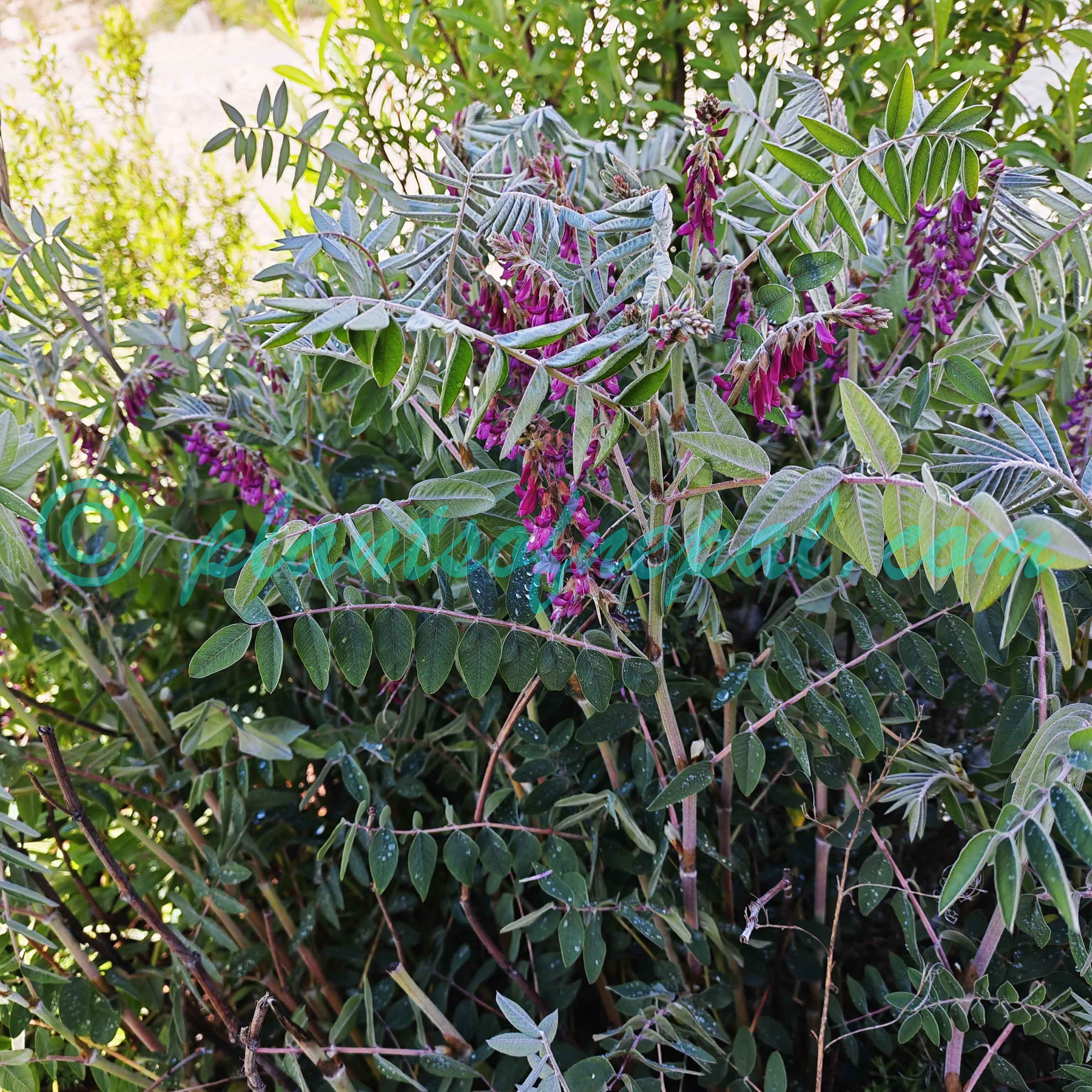 Hedysarum manaslense (Kitam.) H.Ohashi Plants of Nepal
