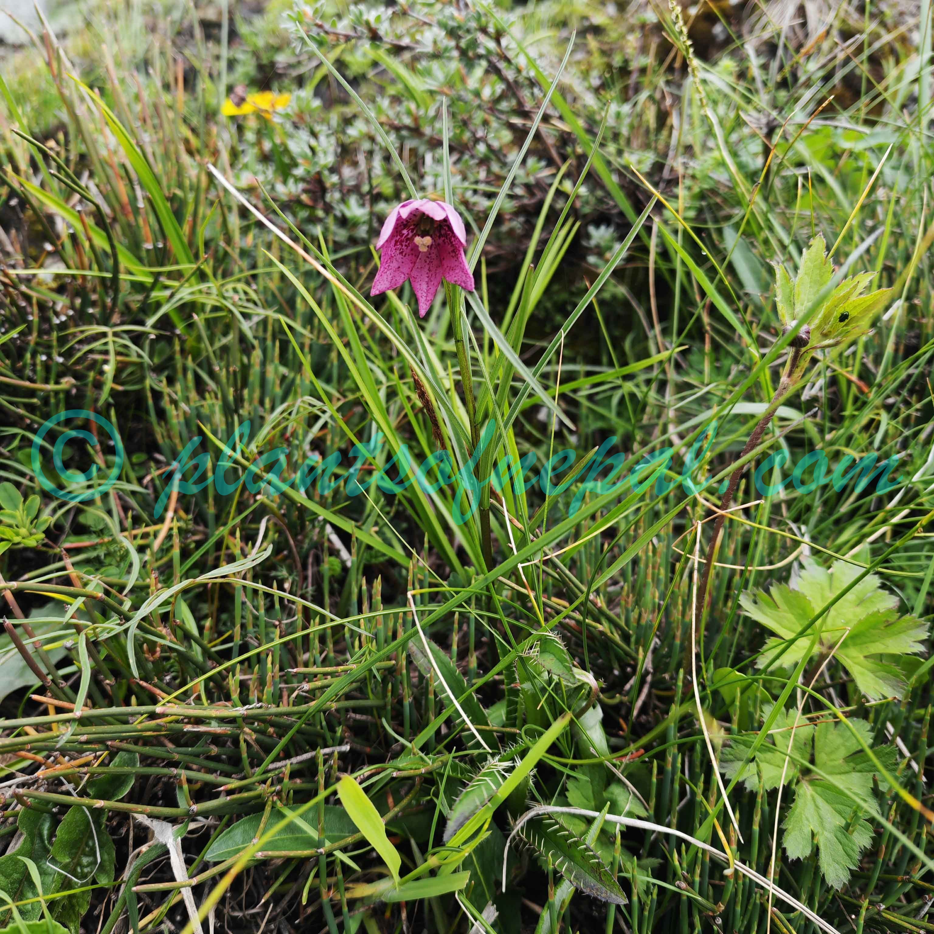 Lilium nanum Klotzsch Plants of Nepal