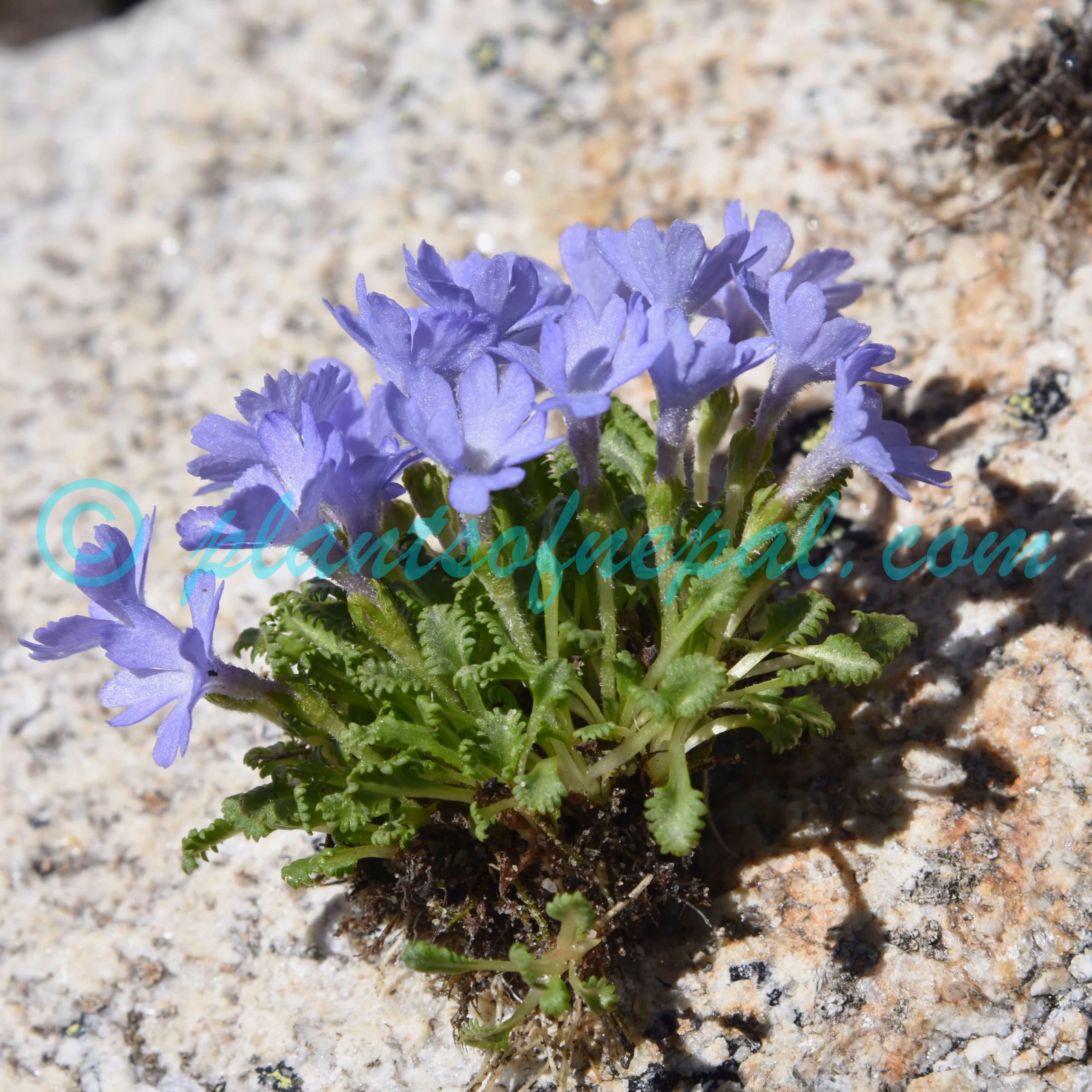 Primula tenuiloba (G.Watt) Pax Plants of Nepal