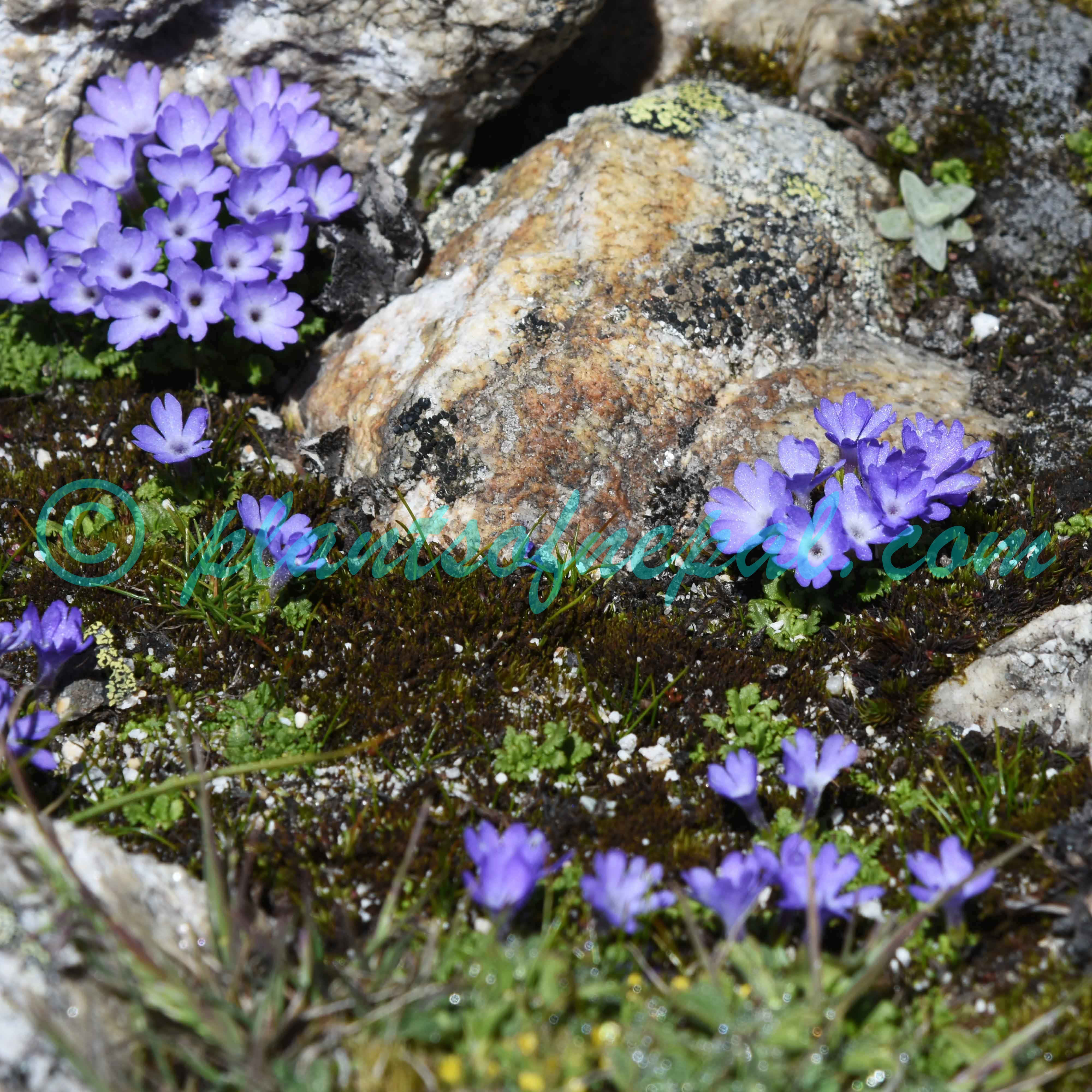 Primula tenuiloba (G.Watt) Pax Plants of Nepal