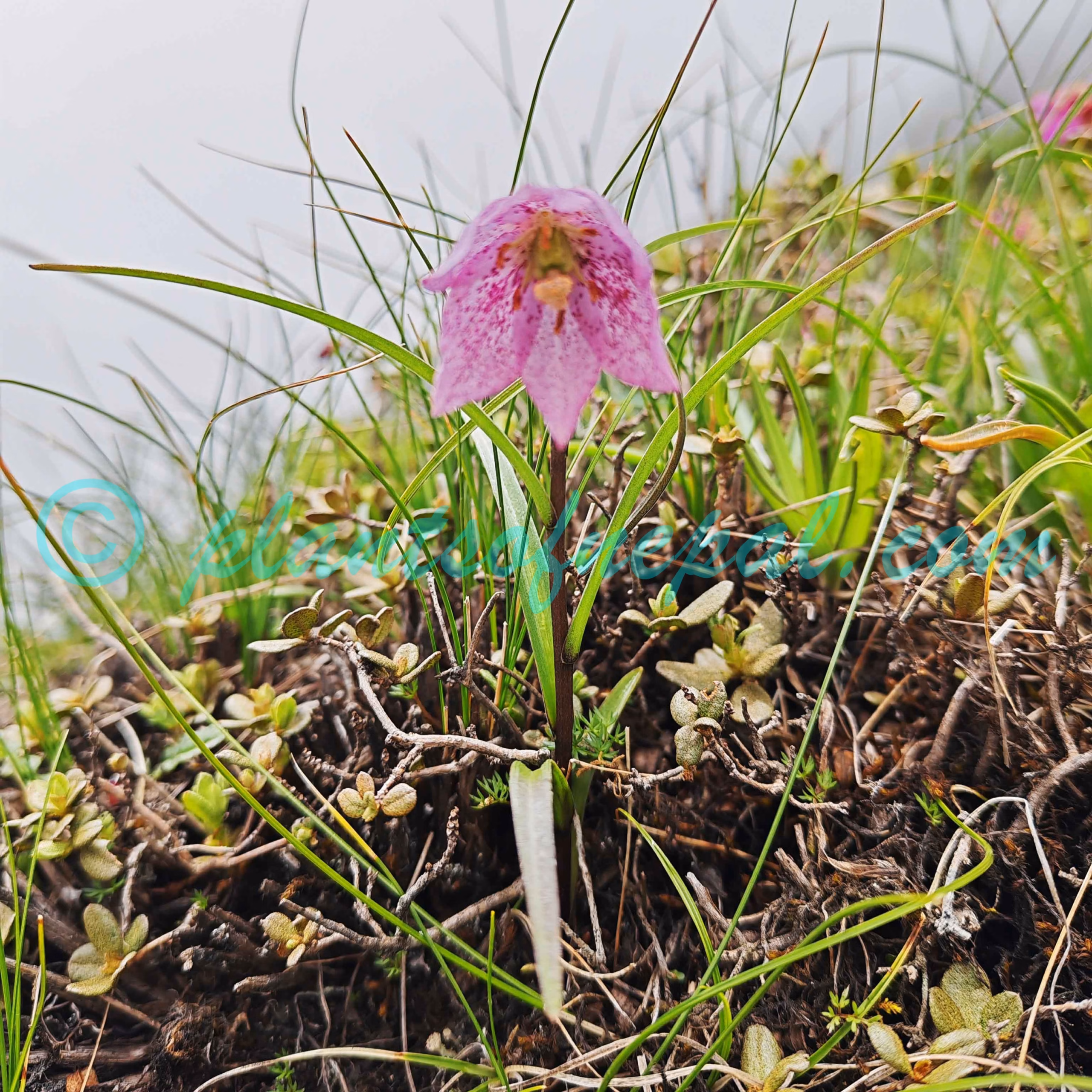 Lilium nanum Klotzsch Plants of Nepal