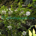 Hoya lanceolata Wall. ex D.Don Plants of Nepal Hoya lanceolata Wall. ex D.Don