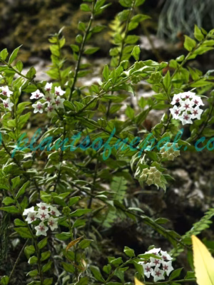 Hoya lanceolata Wall. ex D.Don Plants of Nepal