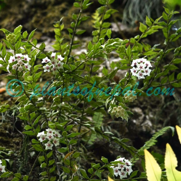 Hoya lanceolata Wall. ex D.Don Plants of Nepal