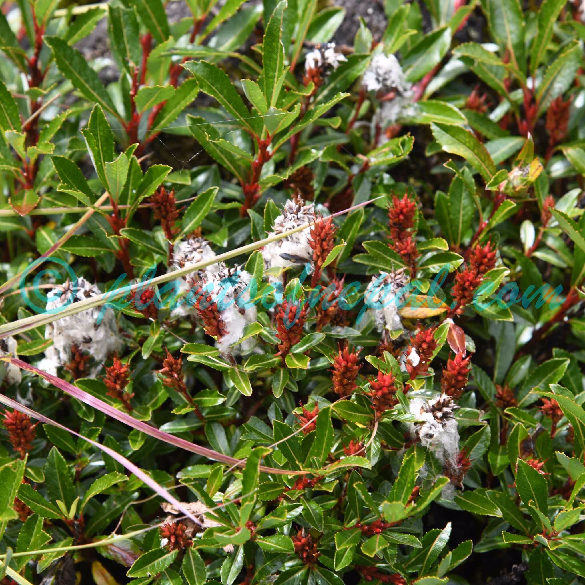 Salix calyculata Hook.f. ex Andersson Plants of Nepal