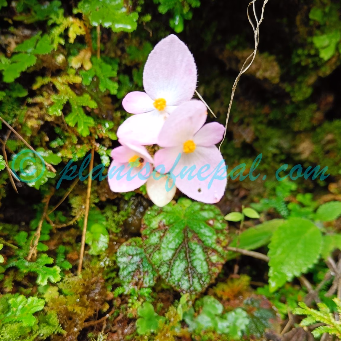 Begonia dioica Buch.-Ham. ex D.Don Plants of Nepal