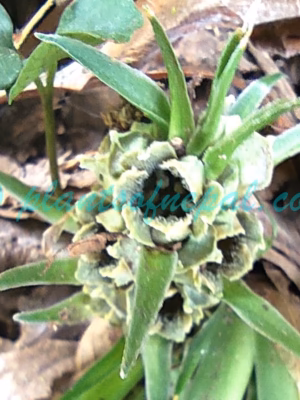 Rohdea nepalensis (Raf.) N.Tanaka Plants of Nepal