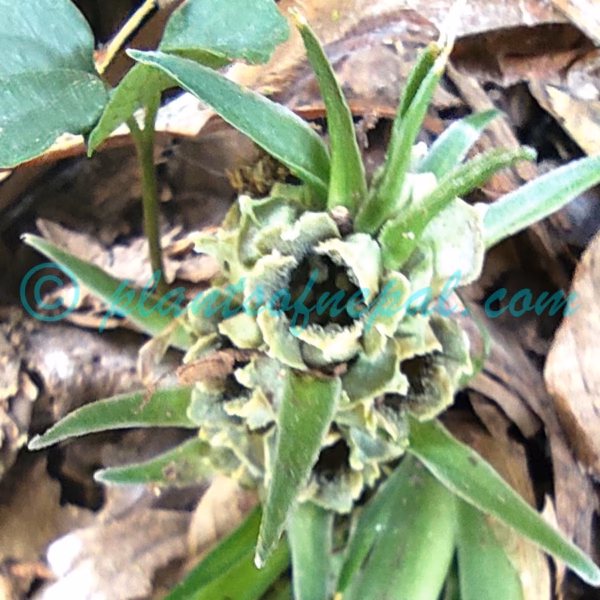 Rohdea nepalensis (Raf.) N.Tanaka Plants of Nepal