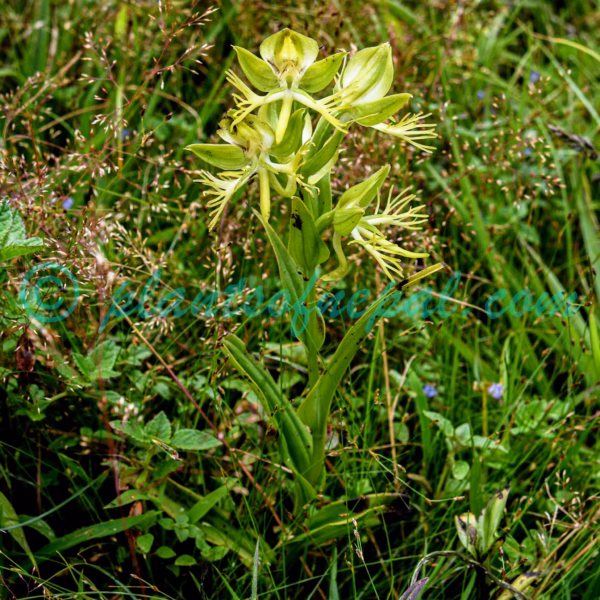 Habenaria pectinata D.Don Plants of Nepal