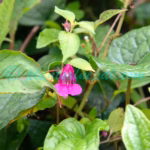 Impatiens tripetala Roxb. ex DC. Plants of Nepal Impatiens tripetala Roxb. ex DC.