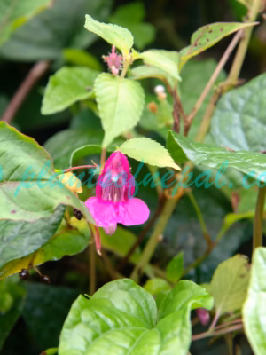 Impatiens tripetala Roxb. ex DC. Plants of Nepal