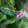 Impatiens tripetala Roxb. ex DC. Plants of Nepal
